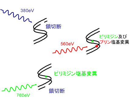 図6　選択的DNA損傷誘発の様子