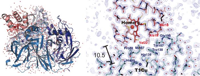 図１　銅含有亜硝酸還元酵素とチロクロムc-551複合体の全体構造（左）と相互作用部位（右）