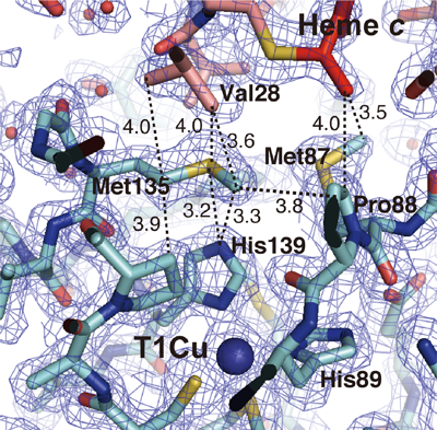 図３　分子間電子伝達反応で鍵となるメチオニン残基