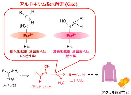 図1. 土壌細菌が有するアルドキシム-ニトリル代謝経路とOxd特有の活性制御機構