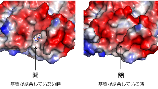 図4. 基質非結合型 (左)と基質結合型 (右) の分子表面の比較