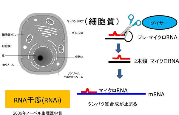 図１．マイクロRNAによるタンパク質合成の抑制（RNA干渉）