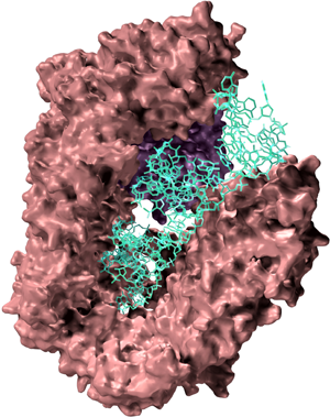 図４．エクスポーティン-５・ランGTP・プレ-マイクロRNA複合体の立体構造