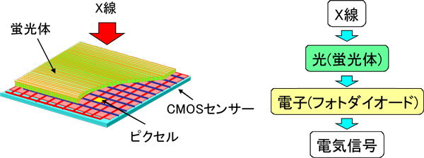 図3：X線CMOS検出器の模式図(左)とX線検出の原理(右)