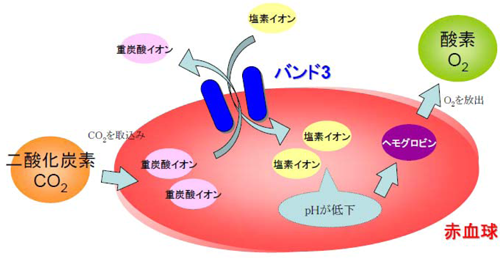 図1　バンド3の働き