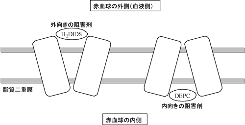 図2　バンド3に対する阻害剤の効果