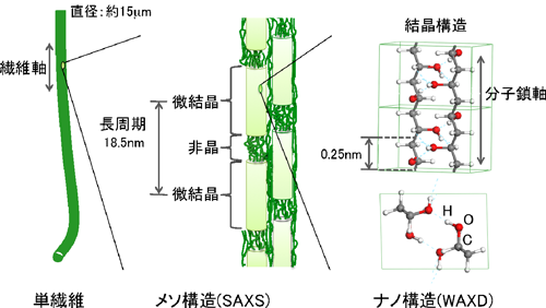 図4 単繊維の階層構造