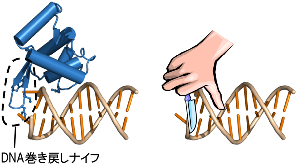 図１．今回発見されたウェルナーヘリカーゼのDNA巻き戻しナイフ