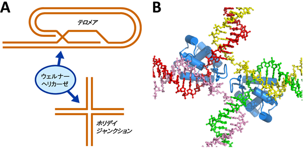 図２．ウェルナーヘリカーゼによる特殊なDNA構造の解きほぐし