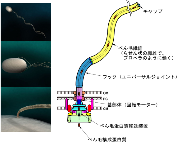 図1　遊泳する細菌とべん毛の模式図。