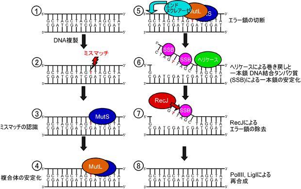 図1　ミスマッチ修復機構におけるRecJの働き
