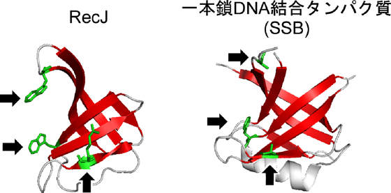 図3　RecJ と既知の一本鎖DNA結合タンパク質（SSB）のオリゴヌクレオチド/オリゴ糖結合フォールド
