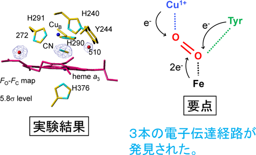 図１　空気中の酸素が結合する場所の構造