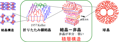 図1 従来型の高分子結晶の成り立ち(画像提供: 広島大学 戸田 昭彦 教授)