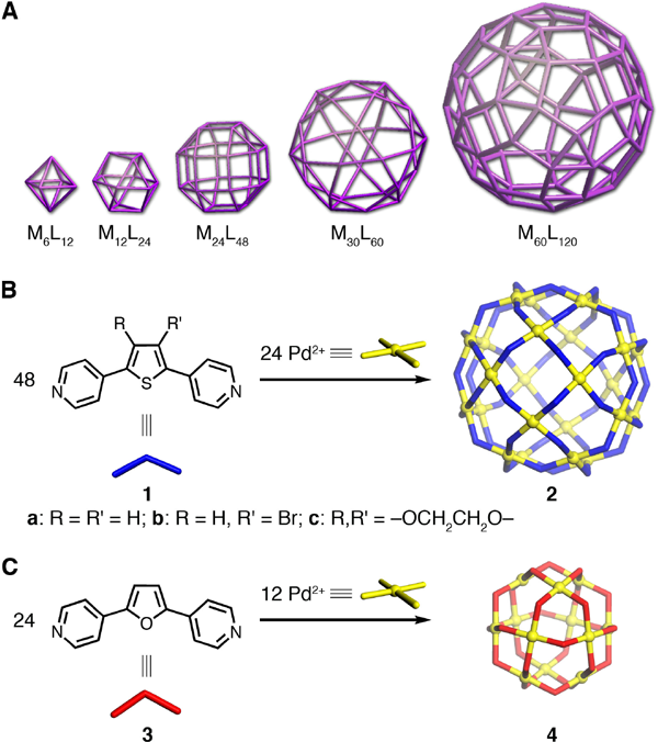 Fig. 2 A) Five types of MnL2n coordination structures. B) and C) A small difference in the initial structure (1 and 3) results in the formation of critically different final structures, namely, M24L48 (2) and M12L24 coordination structures (4) 