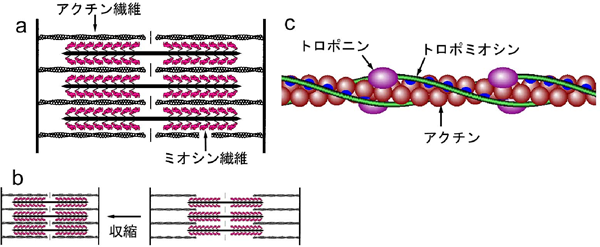 筋 収縮 の メカニズム