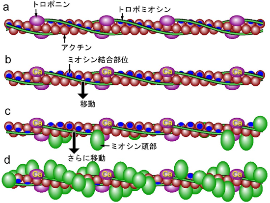 図2.　収縮調節タンパクの働き 