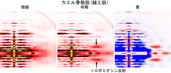 図3.　カエル骨格筋(生きた縫工筋)から記録されたX線回折像。