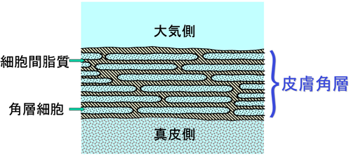 図1．皮膚の最上層にある皮膚角層。細胞間脂質と角層細胞から成っています。