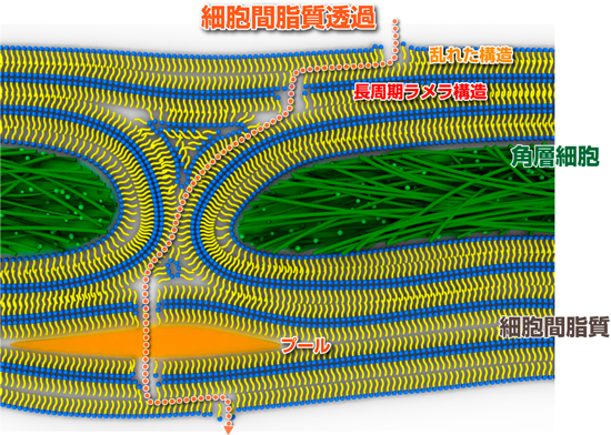 図5A．細胞間脂質透過経路。