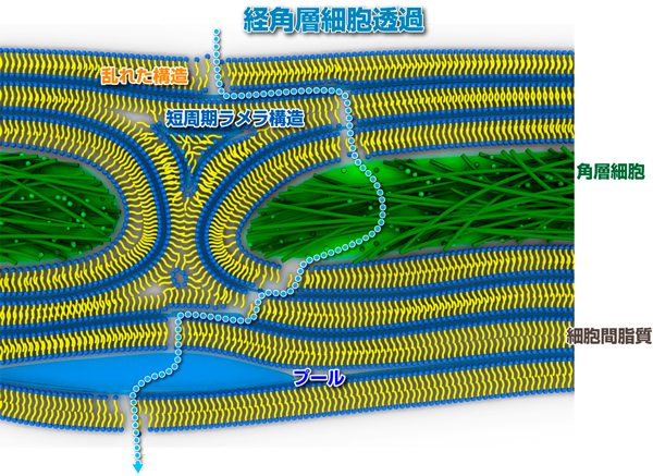 図5B．経角層細胞透過。