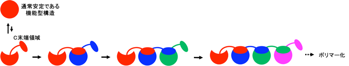 図1．ドメインスワッピングによるcyt cポリマー化メカニズムのイメージ図