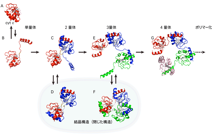 図2. ドメインスワッピングによるcyt cポリマー化メカニズムの構造模式図。