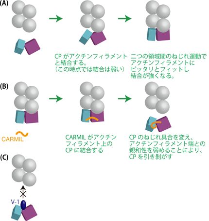 図4