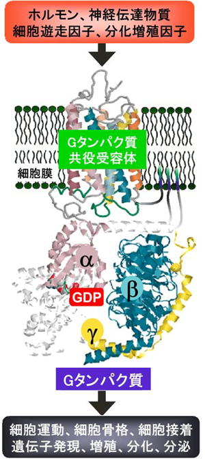 図１　Gタンパク質を介するシグナル伝達