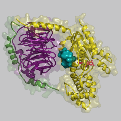 図２　Gタンパク質とYM-254890 (青) 複合体の構造