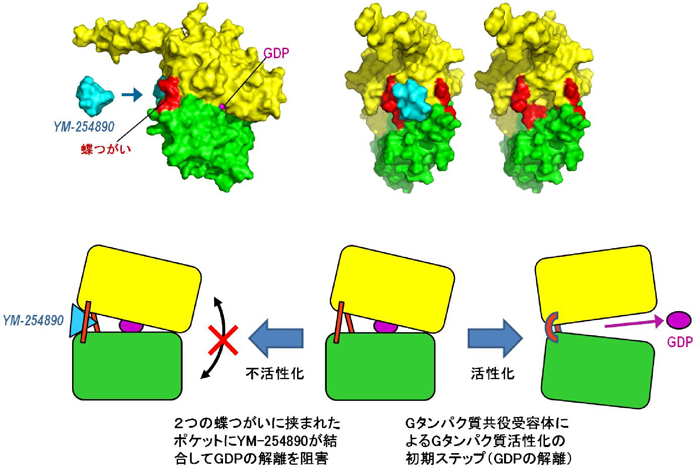 図４　YM-254890によるGタンパク質不活性化の仕組み