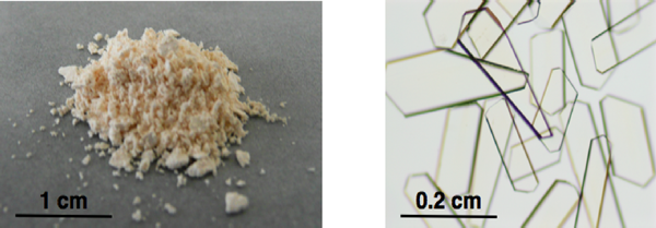 図1　今回開発に成功した多孔性金属錯体の粉末結晶(左)と単結晶(右)
