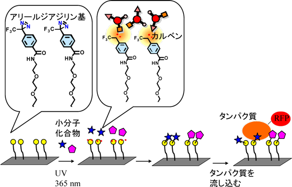 図2 化合物アレイの製造方法と目的のタンパク質との結合反応の様子