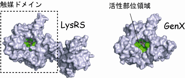 図1　LysRSとGenXの構造