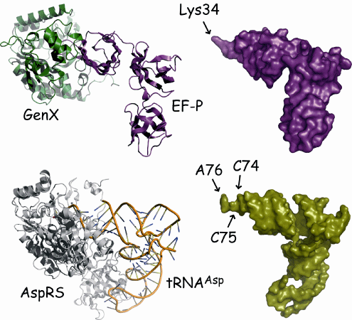 図2　EF-P・GenX複合体とtRNA・aaRS複合体構造の比較