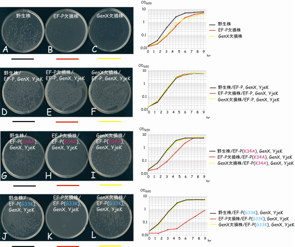 図3　EF-Pのリシル化（リシンの受け取り）が大腸菌の増殖に及ぼす影響