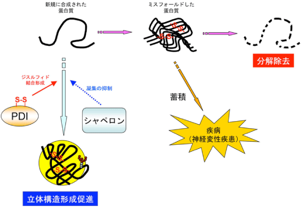 図１：細胞における蛋白質品質管理の仕組み