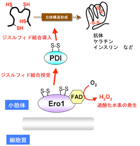 図２：ヒト細胞におけるジスルフィド結合形成システム