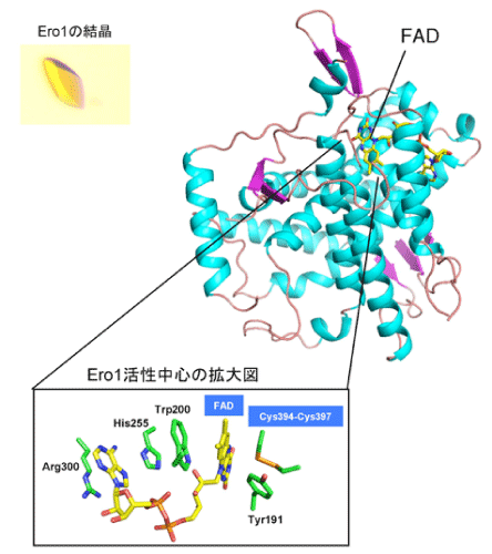 図３：ヒト由来ジスルフィド結合形成酸化酵素Ero1の結晶構造