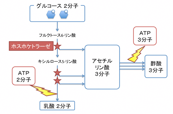 図１：ビフィドシャントの模式図