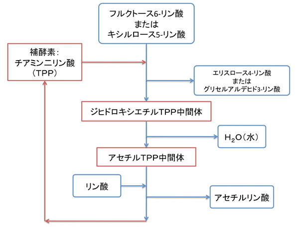 図３：ホスホケトラーゼの反応の模式図