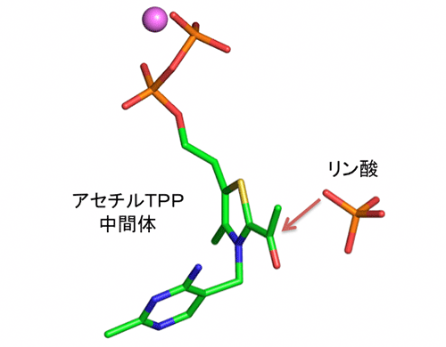 図５：アセチルTPP中間体の構造と、リン酸の複合体の構造の重ね合わせ