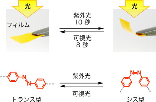 図2　フィルムの光による変形（上）とアゾベンゼンの光異性化に伴う構造変化（下）