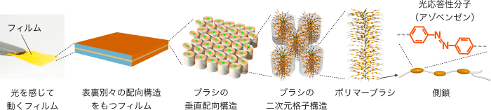 図4　ポリマーブラシが形成する階層構造の模式図