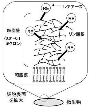 図１ バクテリア細胞表面へのレアアース（RE）の濃縮の模式図