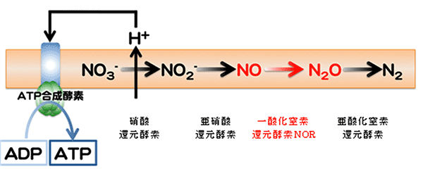 図1 脱窒と硝酸呼吸によるATP生産
