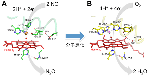 図3（A）NORと（B）COXの触媒活性中心の構造
