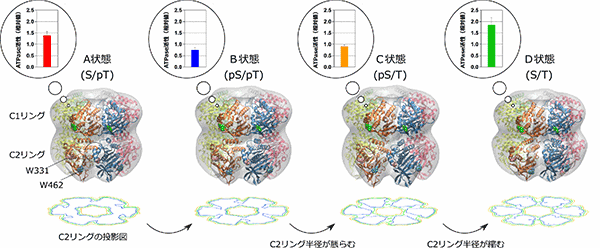 図1 ＫａｉＣのＡＴＰａｓｅ活性と共役したＣ２リングの膨張・収縮運動