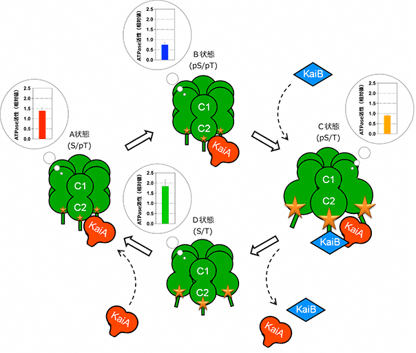 図3（A）NORと（B）COXの触媒活性中心の構造