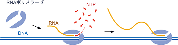 図1　RNAポリメラーゼによるDNAの転写
